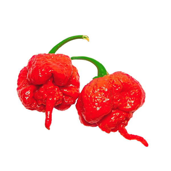 Carolina Reaper