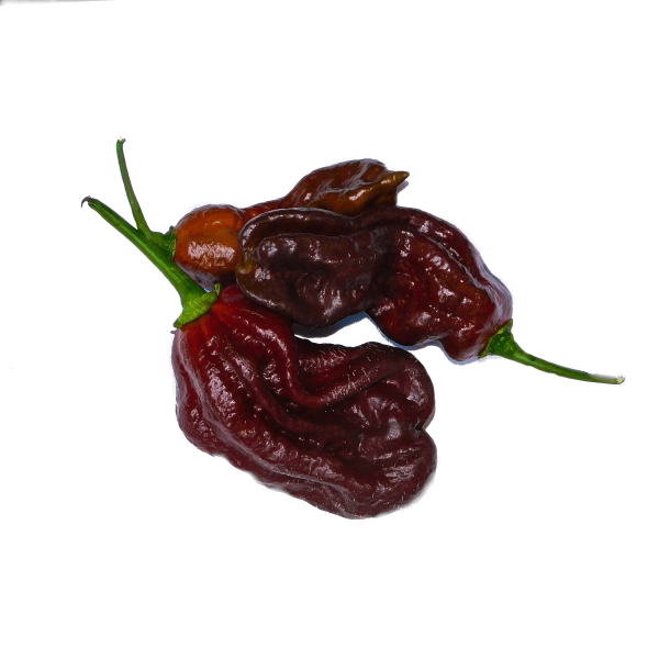 Bhut Jolokia Chocolate