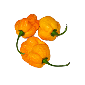 Trinidad Scorpion Moruga Yellow