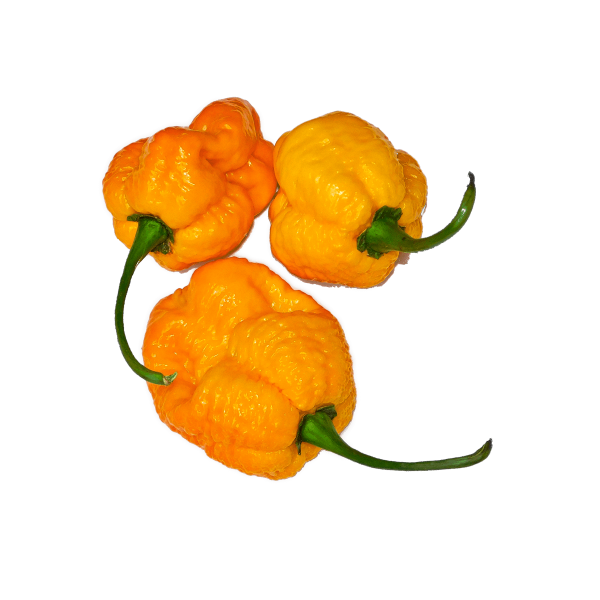 Trinidad Scorpion Moruga Yellow