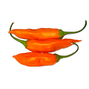 Aji Golden